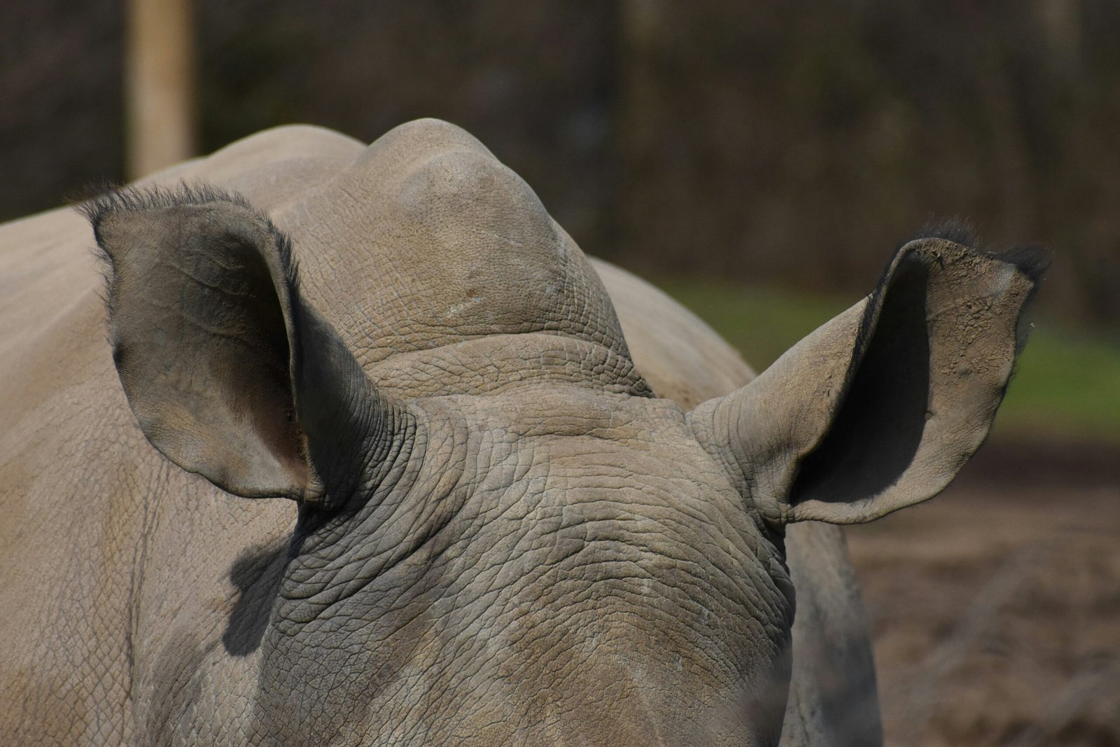 You are currently viewing Enhance Your Profile with Rhinoplasty